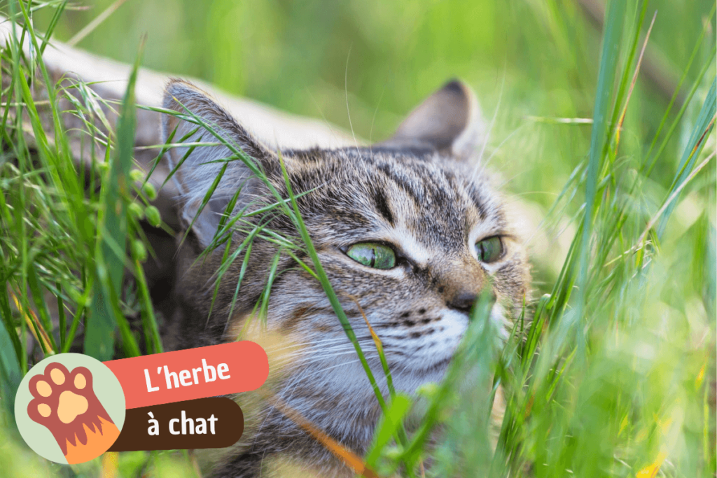 L'herbe à chat