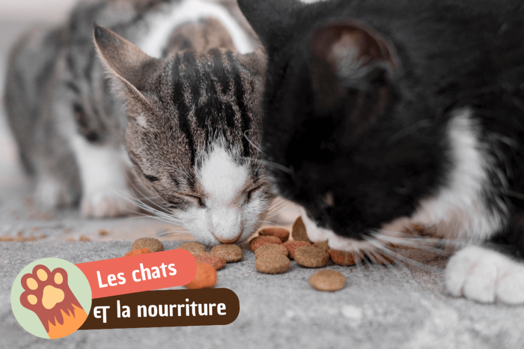 Mon chat vomit sa nourriture non digérée