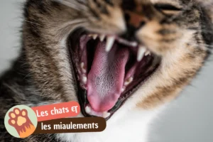 Lire la suite à propos de l’article Pourquoi mon chat miaule ?