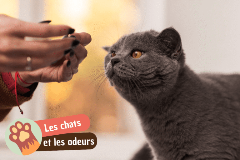odeurs que les chats détestent