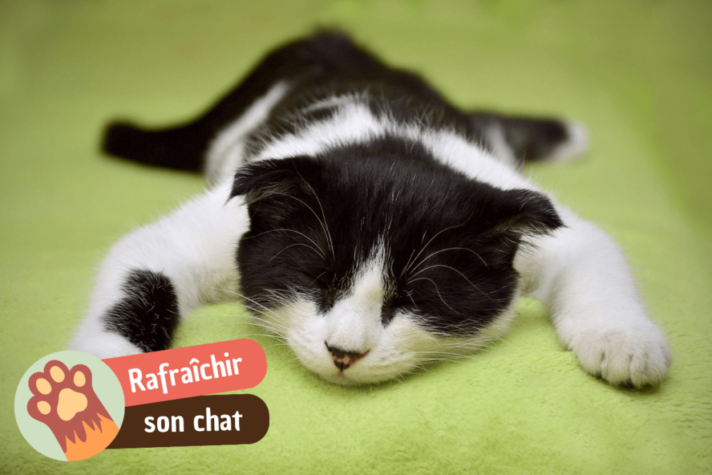 Comment rafraîchir son chat