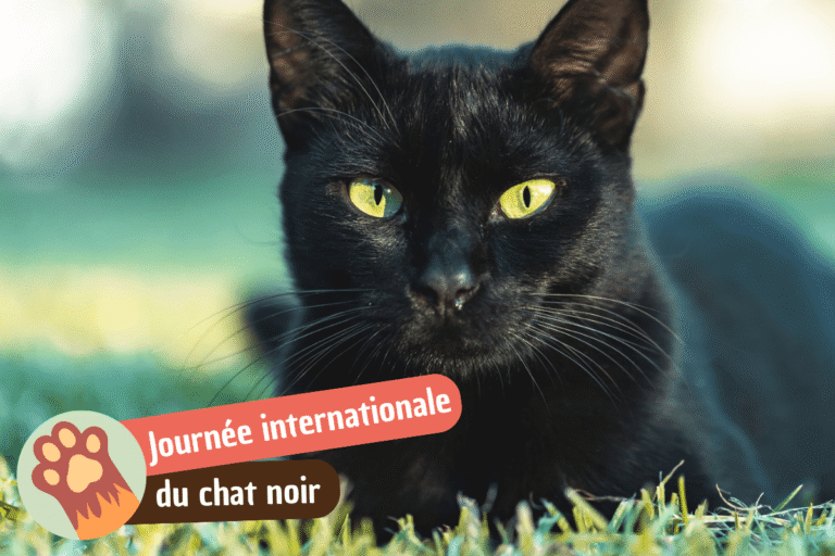 journée internationale du chat noir