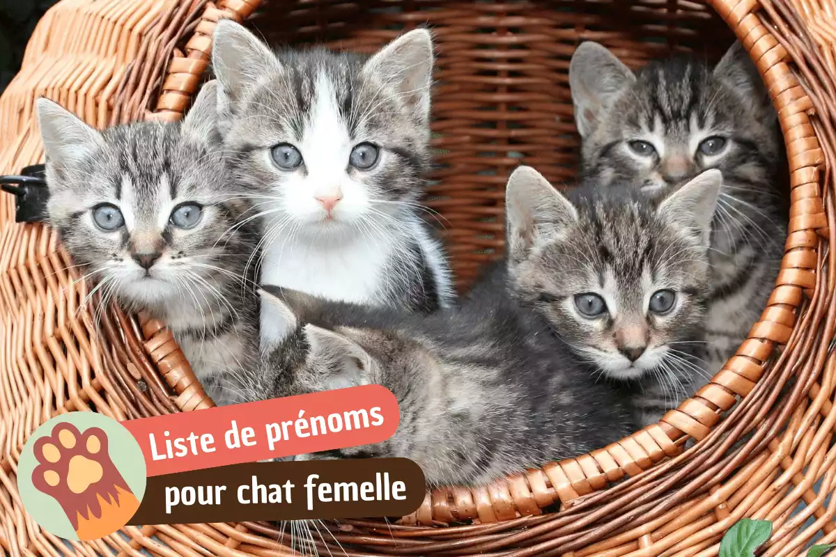 idée prénoms pour chat femelle