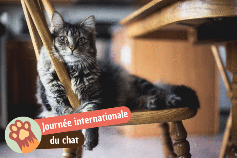 journée internationale du chat