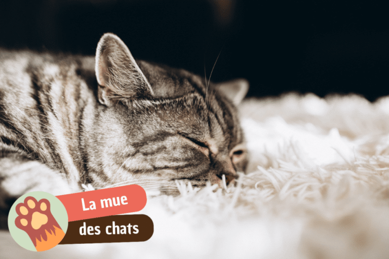 la mue chez le chat