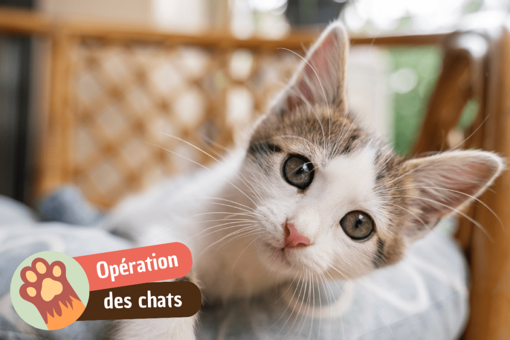 Pourquoi faire castrer son chat ?