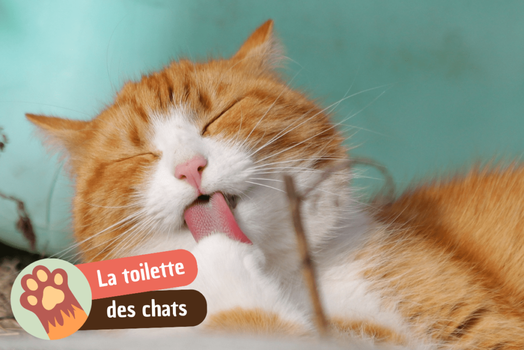 Pourquoi mon chat fait sa toilette ?