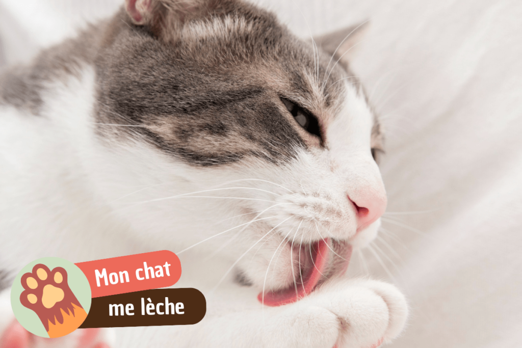Pourquoi mon chat me lèche
