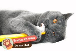 Lire la suite à propos de l’article Faut-il brosser les dents de mon chat ?
