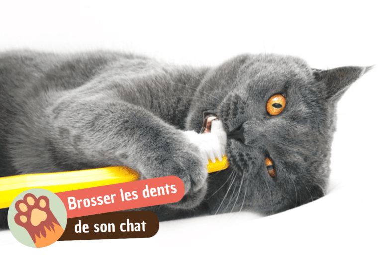 You are currently viewing Faut-il brosser les dents de mon chat ?