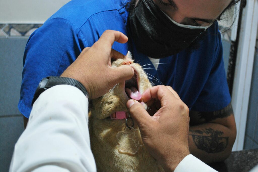 vétérinaire qui vérifie les dents d'un chat