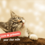 100 idées de prénoms pour chat mâle en 2026