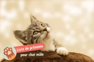 Lire la suite à propos de l’article 100 idées de prénoms pour chat mâle en 2026