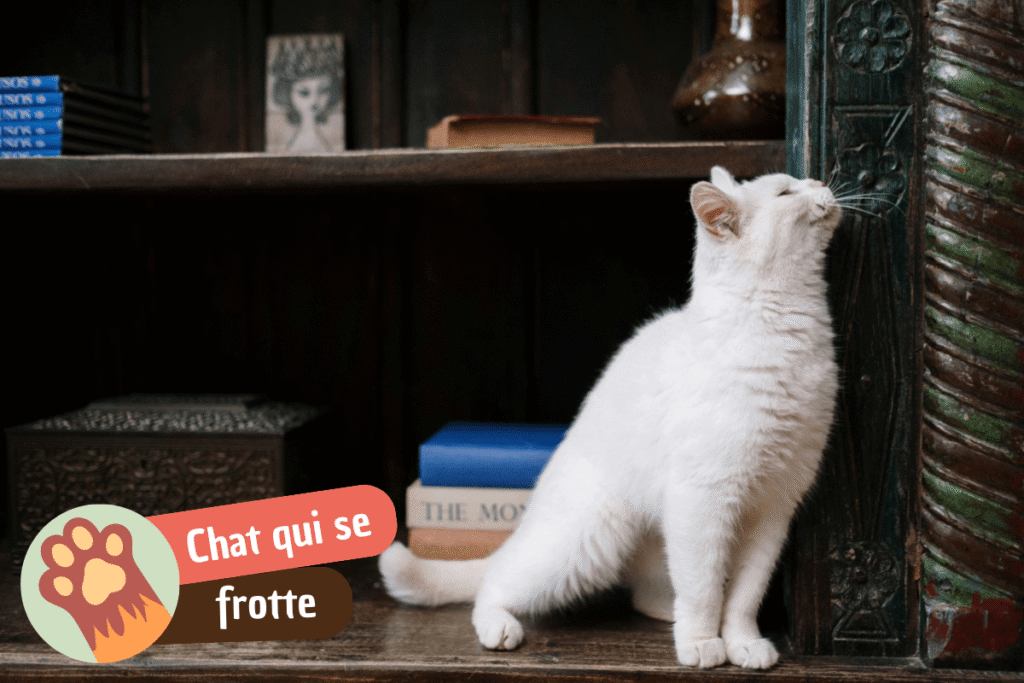 mon chat se frotte contre moi