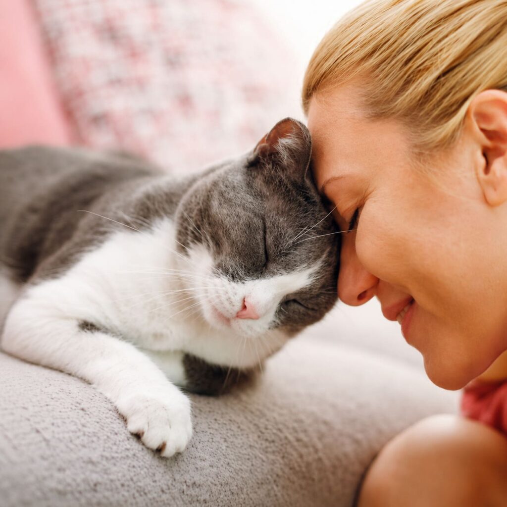 chat qui frotte sa tête contre un humain (bunting)