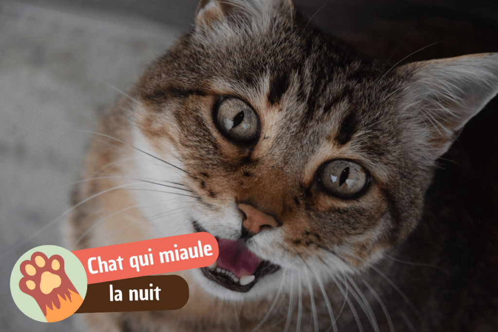 Pourquoi mon chat miaule la nuit ?