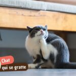 Chat qui se gratte : pourquoi et quelles solutions ?