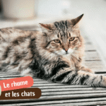 Chat enrhumé : causes et symptômes