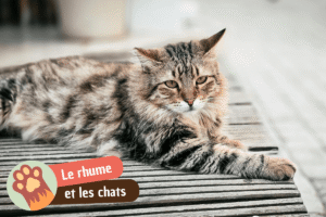 Lire la suite à propos de l’article Chat enrhumé : causes et symptômes