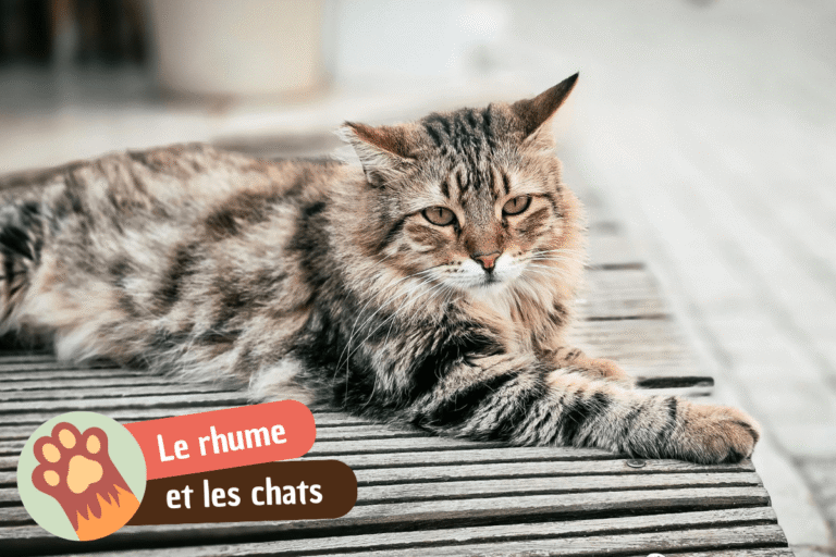Chat enrhumé : causes et symptômes