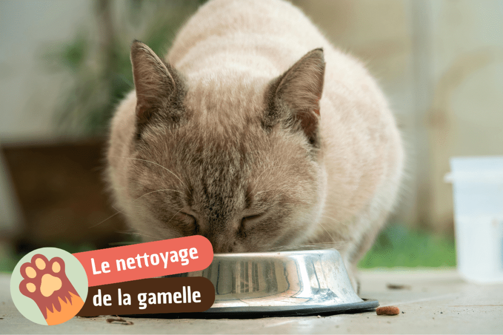 nettoyer la gamelle de son chat