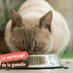Laver la gamelle de son chat : fréquence, méthodes et conseils pratiques