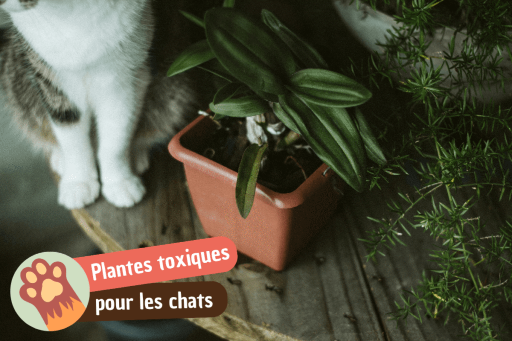 Les plantes toxiques pour les chats