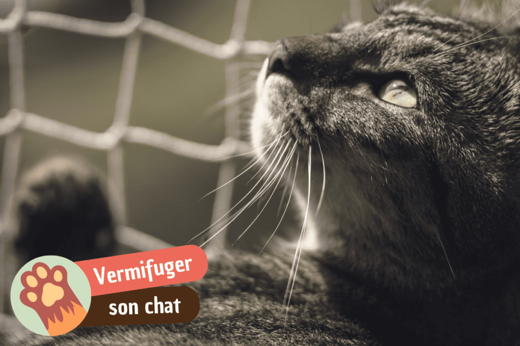 frequence vermifuge chat