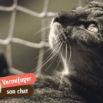 Vermifuge pour chat : la fréquence idéale