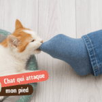 Mon chat attaque mes pieds : pourquoi et comment l’empêcher ?