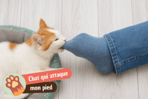 Lire la suite à propos de l’article Mon chat attaque mes pieds : pourquoi et comment l’empêcher ?