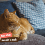 Mon chat miaule la nuit : explications et solutions