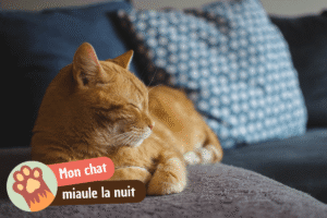 Lire la suite à propos de l’article Mon chat miaule la nuit : explications et solutions
