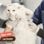 Quelle espérance de vie d’un chat sous cortisone ?