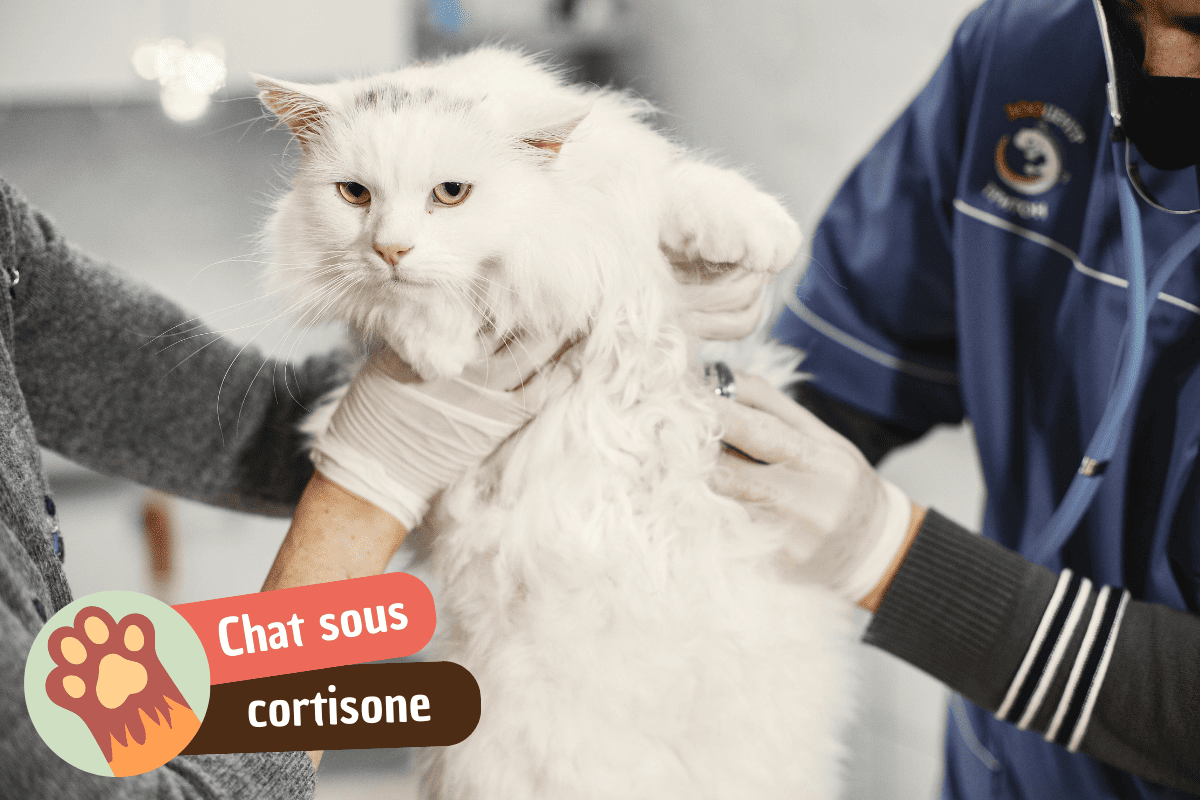 You are currently viewing Quelle espérance de vie d’un chat sous cortisone ?