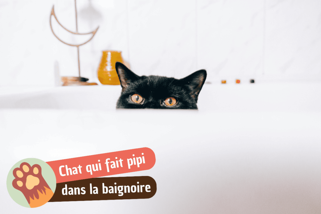 Mon chat fait pipi dans la baignoire