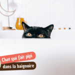 Mon chat fait pipi dans la baignoire : causes et solutions