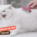 Comment brosser un chat agressif : la méthode douce qui change vraiment les choses