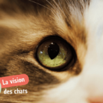 Comment voient les chats : tout ce que vous devez savoir