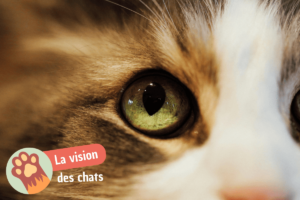 Lire la suite à propos de l’article Comment voient les chats : tout ce que vous devez savoir