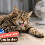 Les chats transpirent-ils ? Découvrez comment ils régulent leur température