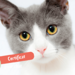 Certificat de bonne santé chat : tout ce qu&rsquo;il faut savoir