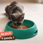 Où placer la gamelle du chat ?
