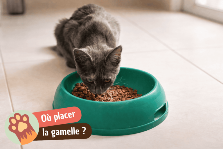 ou-mettre-gamelle-chat