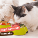 Comment bien gérer l’alimentation de son chat au quotidien ?