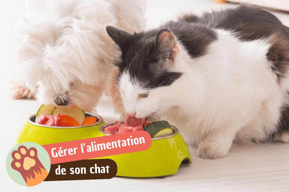 You are currently viewing Comment bien gérer l’alimentation de son chat au quotidien ?