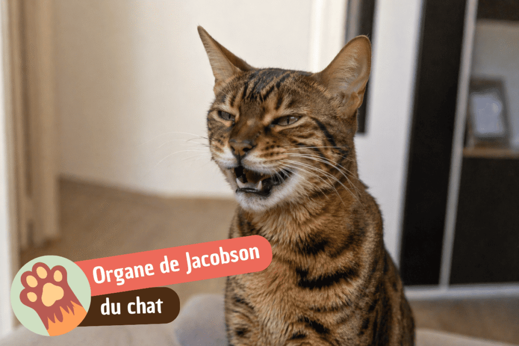 Organe de Jacobson du chat