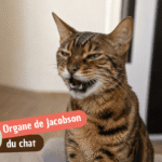 Organe de Jacobson du chat : à quoi sert cette grimace bouche ouverte ?