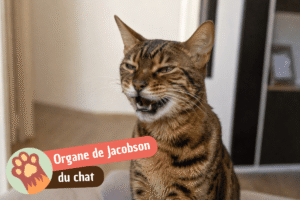 Lire la suite à propos de l’article Organe de Jacobson du chat : à quoi sert cette grimace bouche ouverte ?