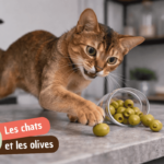 Pourquoi mon chat devient fou avec les olives ?
